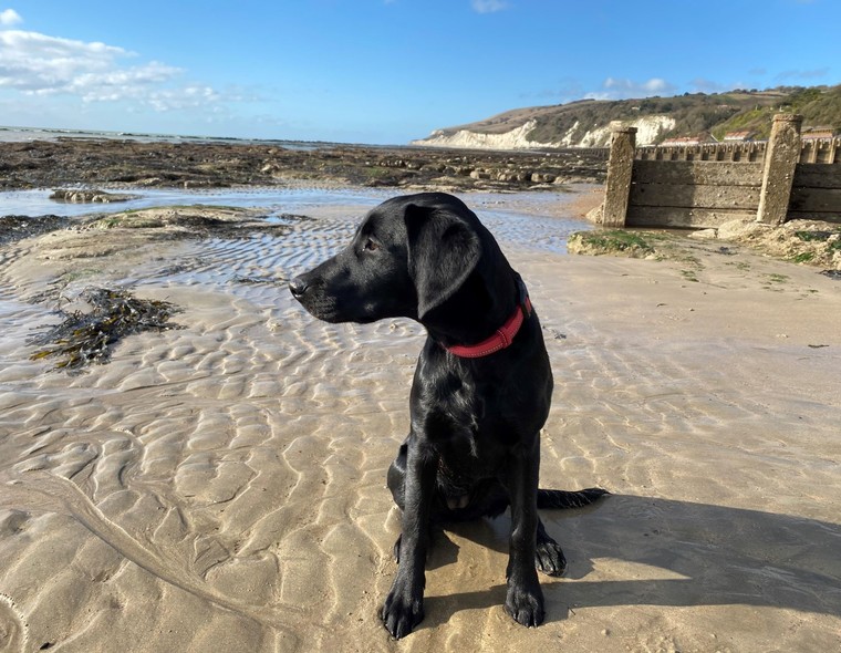 eastbourne beach